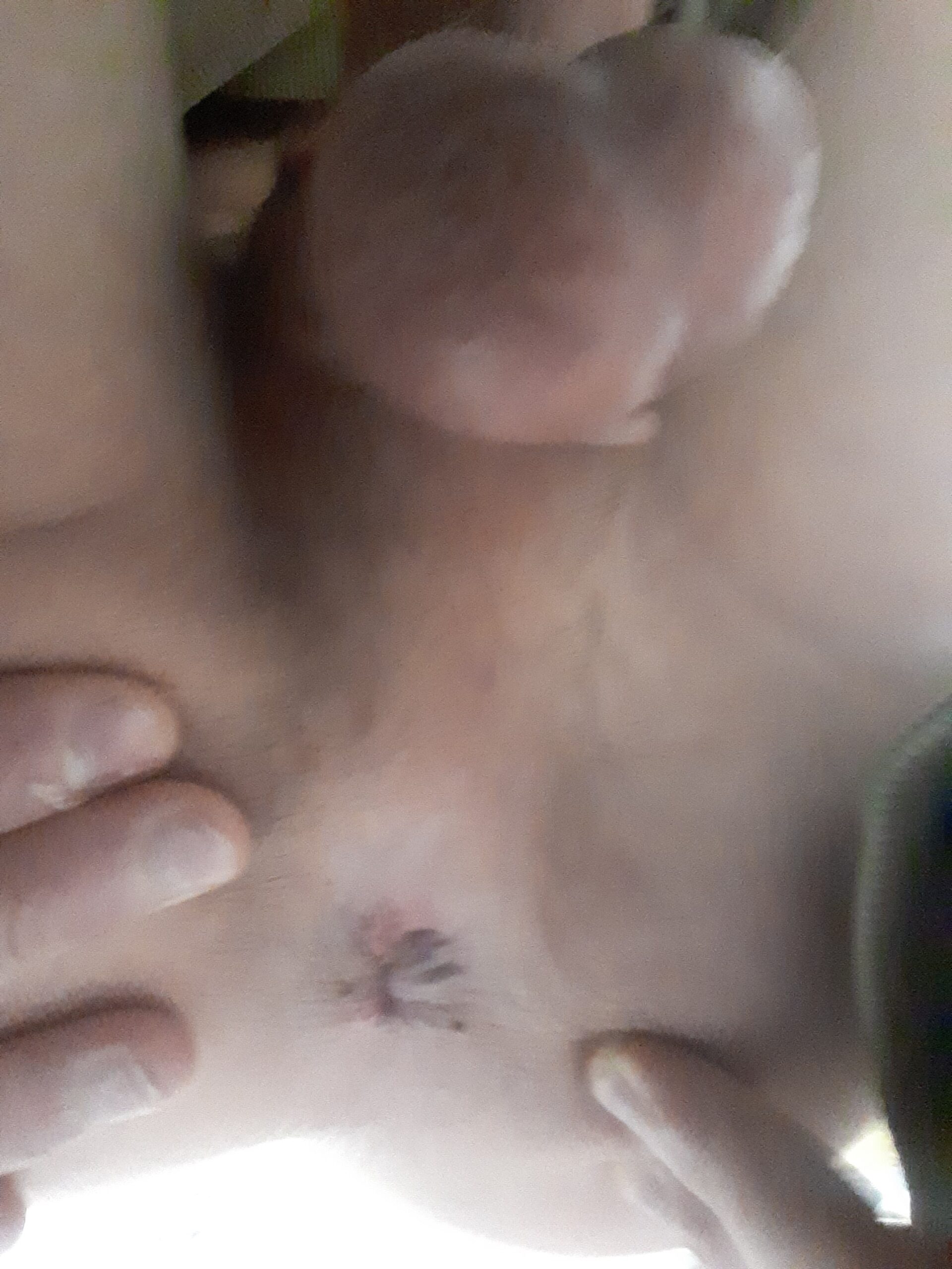 Bite de 14 cm